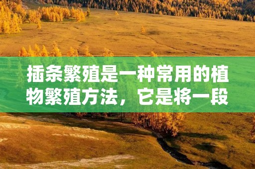 插条繁殖是一种常用的植物繁殖方法,它是将一段植物的茎或叶插入土壤中,使其生长出新的根和茎。这种繁殖方法广泛应用于园艺和农业领域,因为它比种子繁殖更快、更容易并且更可靠。在本文中,我们将详细介绍插条繁殖的做法,帮助您更好地掌握这种技术。 插条繁殖是一种常用的植物繁殖方法,它是将一段植物的茎或叶插入土壤中,使其生长出新的根和茎。这种繁殖方法广泛应用于园艺和农业领域,因为它比种子繁殖更快、更容易并且更可靠。在本文中,我们将详细介绍插条繁殖的做法,帮助您更好地掌握这种技术。