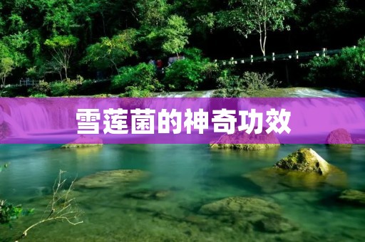 雪莲菌的神奇功效