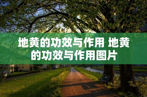 地黄的功效与作用 地黄的功效与作用图片