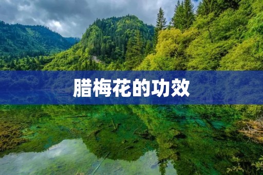 腊梅花的功效 腊梅花的功效
