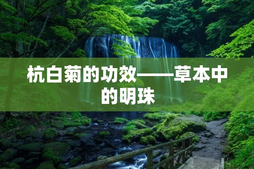 杭白菊的功效——草本中的明珠