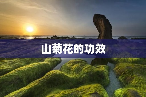 山菊花的功效：解毒、清热、利咽、镇痛、抗菌