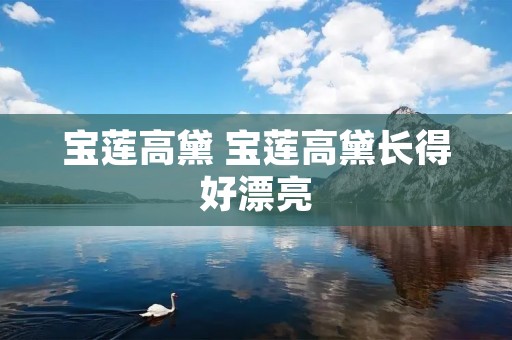 宝莲高黛 宝莲高黛长得好漂亮