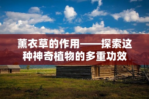 薰衣草的作用——探索这种神奇植物的多重功效