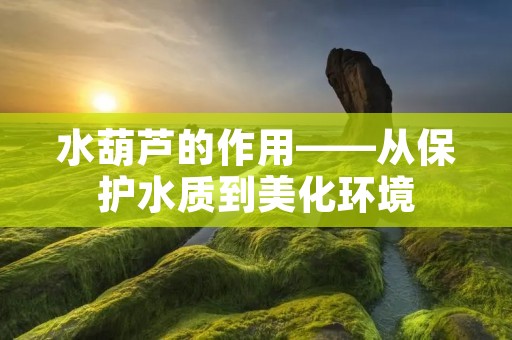 水葫芦的作用——从保护水质到美化环境 水葫芦的作用——从保护水质到美化环境