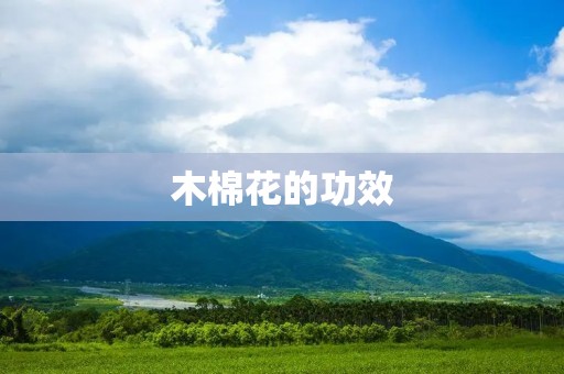 木棉花的功效:了解这个美丽花卉的健康益处 木棉花的功效:了解这个美丽花卉的健康益处