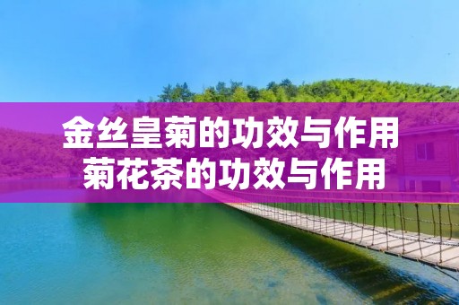 金丝皇菊的功效与作用 菊花茶的功效与作用