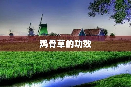 鸡骨草的功效:神奇的草本植物 鸡骨草的功效:神奇的草本植物