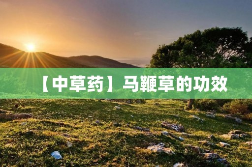 【中草药】马鞭草的功效：调节气血、消肿止痛