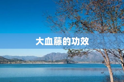 大血藤的功效：一种具有多种药用价值的植物