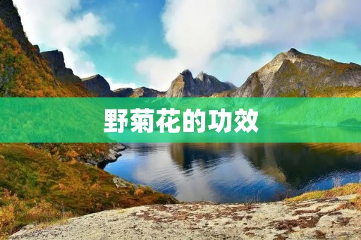 野菊花的功效:草原上的天使 野菊花的功效:草原上的天使