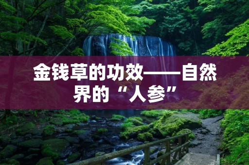 金钱草的功效——自然界的“人参” 金钱草的功效——自然界的“人参”