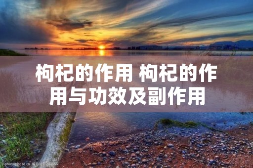 枸杞的作用 枸杞的作用与功效及副作用