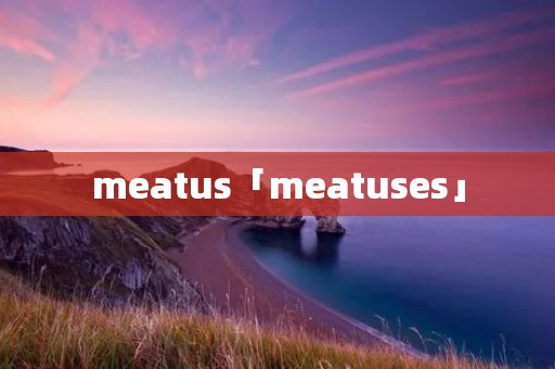 meatus「meatuses」