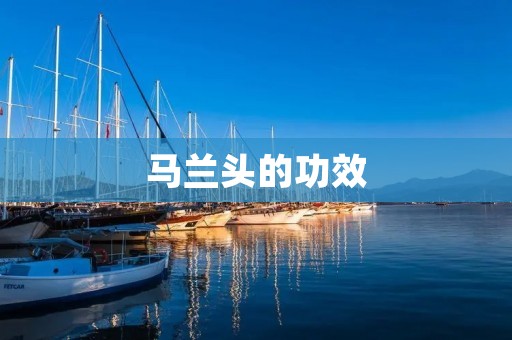 马兰头的功效：一种草本植物的多重益处