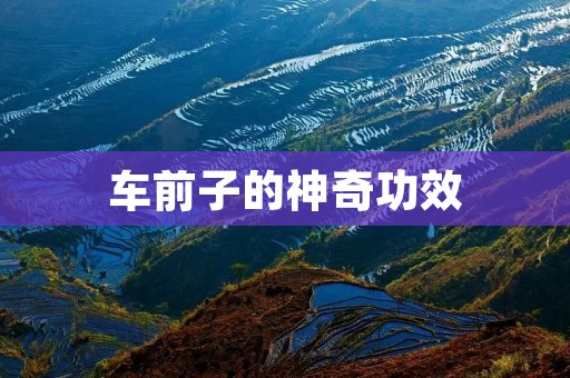 车前子的神奇功效:从清热利尿到降血脂再到祛湿排毒 车前子的神奇功效:从清热利尿到降血脂再到祛湿排毒