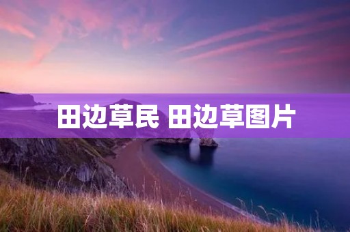 田边草民 田边草图片