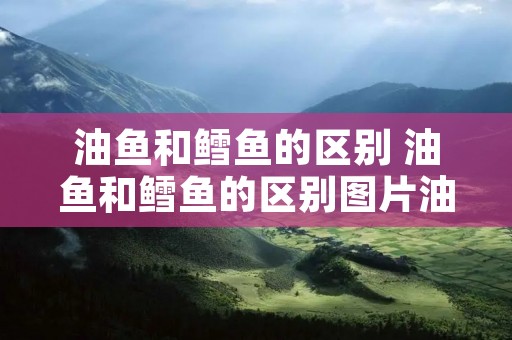 油鱼和鳕鱼的区别 油鱼和鳕鱼的区别图片油鱼如何烧