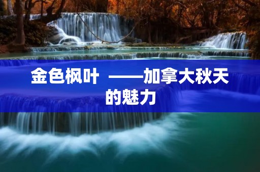 金色枫叶 ——加拿大秋天的魅力