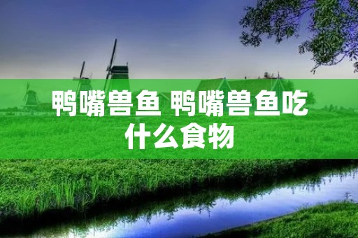 鸭嘴兽鱼 鸭嘴兽鱼吃什么食物 鸭嘴兽鱼 鸭嘴兽鱼吃什么食物