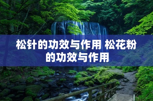 松针的功效与作用 松花粉的功效与作用
