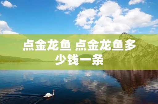 点金龙鱼 点金龙鱼多少钱一条