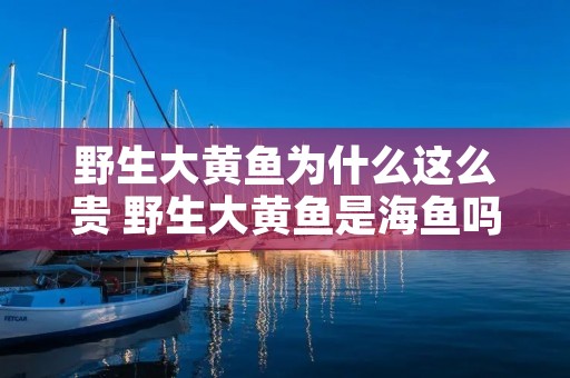 野生大黄鱼为什么这么贵 野生大黄鱼是海鱼吗