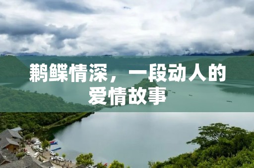 鹣鲽情深，一段动人的爱情故事
