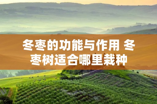 冬枣的功能与作用 冬枣树适合哪里栽种 冬枣的功能与作用 冬枣树适合哪里栽种