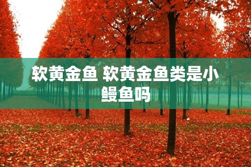 软黄金鱼 软黄金鱼类是小鳗鱼吗