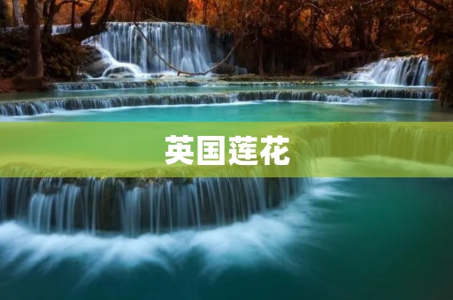 英国莲花：一朵神秘的水生植物