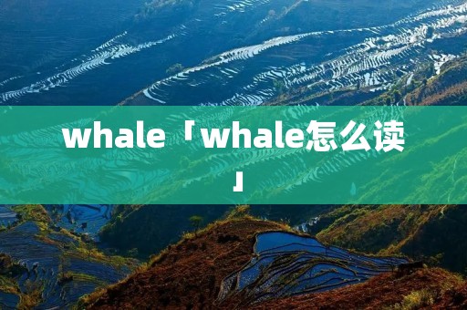whale「whale怎么读」