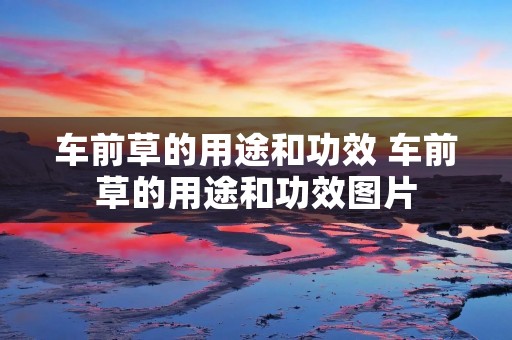 车前草的用途和功效 车前草的用途和功效图片