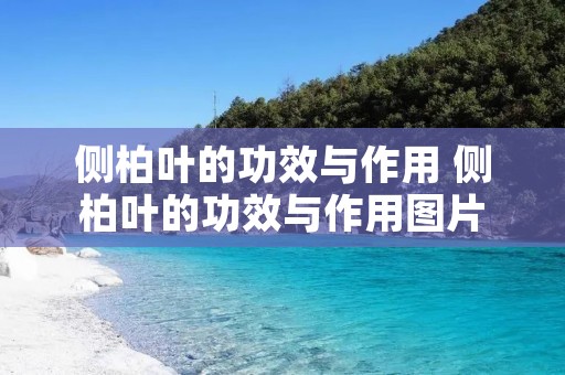 侧柏叶的功效与作用 侧柏叶的功效与作用图片