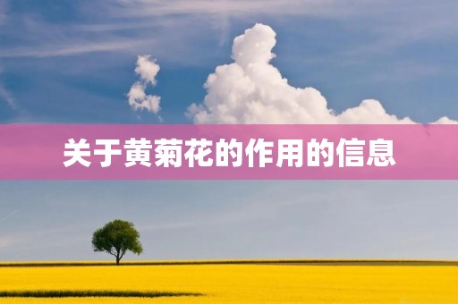 关于黄菊花的作用的信息