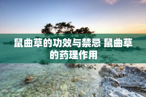 鼠曲草的功效与禁忌 鼠曲草的药理作用