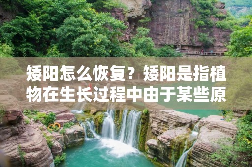 矮阳怎么恢复？矮阳是指植物在生长过程中由于某些原因而生长缓慢、枝条短小、树冠不饱满的现象。矮阳的原因有很多，比如土壤质量差、养分不足、病虫害侵袭等等。那么，如果你的植物出现了矮阳的现象，该怎么办呢？本文将为大家介绍一些矮阳恢复的方法，希望对大家有所帮助。