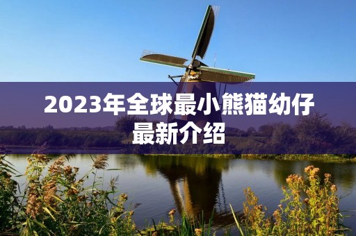 2023年全球最小熊猫幼仔最新介绍