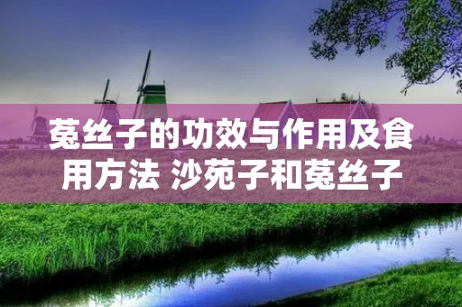菟丝子的功效与作用及食用方法 沙苑子和菟丝子的功效与作用及食用方法