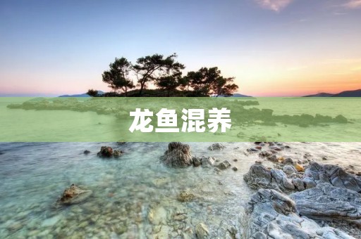 龙鱼混养:了解不同种类的龙鱼适合混养的方式