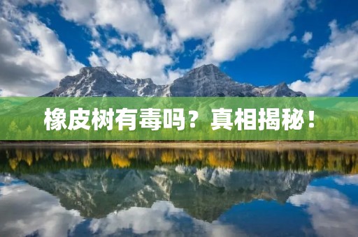 橡皮树有毒吗?真相揭秘!