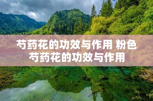芍药花的功效与作用 粉色芍药花的功效与作用