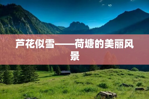 芦花似雪——荷塘的美丽风景 芦花似雪——荷塘的美丽风景