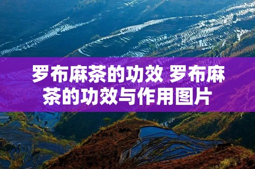 罗布麻茶的功效 罗布麻茶的功效与作用图片