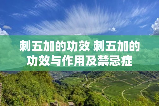 刺五加的功效 刺五加的功效与作用及禁忌症 刺五加的功效 刺五加的功效与作用及禁忌症