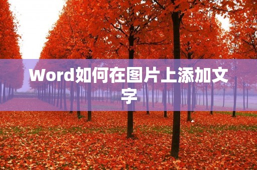 Word如何在图片上添加文字