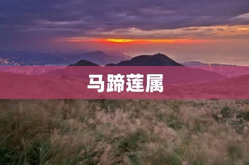 马蹄莲属：美丽的水生植物