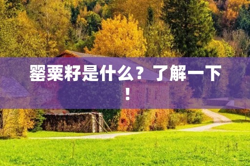 罂粟籽是什么?了解一下!