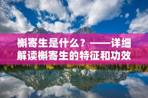 槲寄生是什么?——详细解读槲寄生的特征和功效