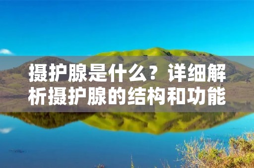 摄护腺是什么?详细解析摄护腺的结构和功能
